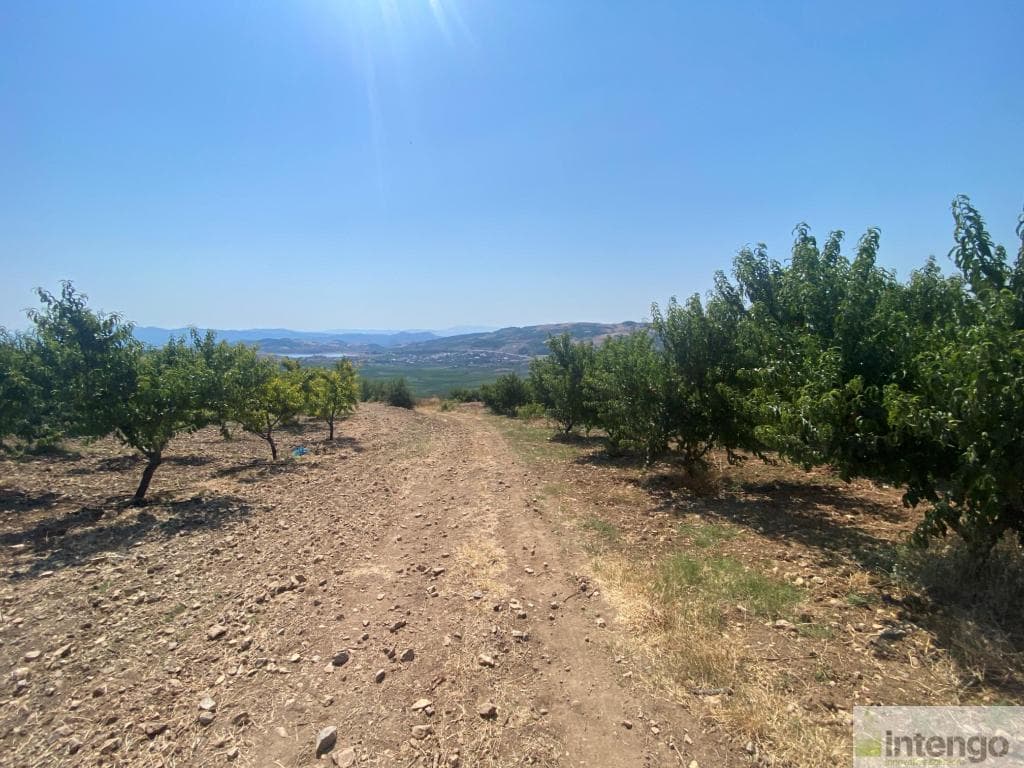 OSMANELİ SARIYAZI KÖYÜ'NDE SATILIK BAĞ (100855915)