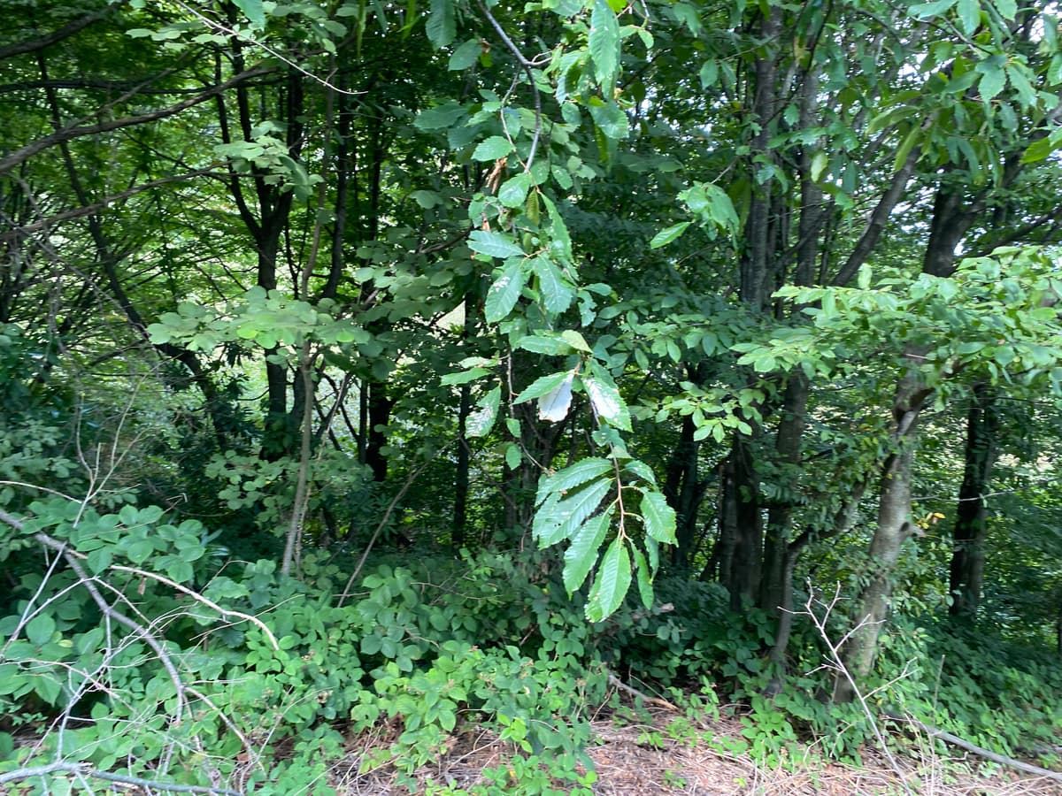 KOCAALİ KESTANEPINARI MAH. SATILIK FINDIK BAHÇESİ (R-269)