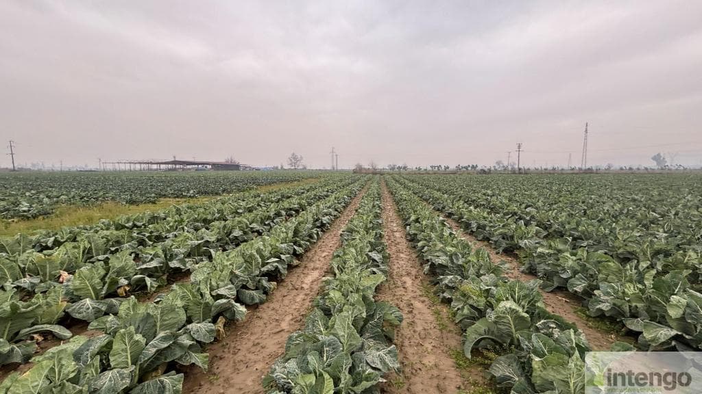 BAYINDIR ÇIRPI MAHALLESİ'NDE SATILIK TARLA (U-41033)